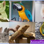 Pet Animals Name, pet animals name in hindi
